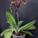 1PCS PLANT SUPERBIENS SPECIES ORCHID PAPHIOPEDILUM BLOOMING LIVE PLANT free shipping