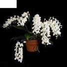 1PCS PLANT ORCHID SPECIES FRAGRANT AERANGIS ZIPPER BLOOMING LIVE PLANT free shipping