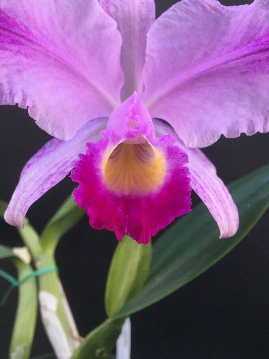 1PCS PLANT ORCHID FRAGRANT CATTLEYA TRIANAE MARY FENNEL ORCHID BLOOMING  LIVE PLANT free shipping