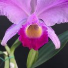 1PCS PLANT ORCHID FRAGRANT CATTLEYA TRIANAE MARY FENNEL ORCHID BLOOMING  LIVE PLANT free shipping