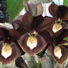 1PCS PLANT 'BLACK KNIGHT' CATASETUM ONYX AM/AOS ORCHID BLOOMING LIVE PLANT free shipping
