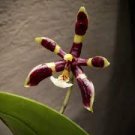 1PCS PLANT NOVELTY PHAL BLOOMING PHALAENOPSIS MANNII BLACK ORCHID LIVE PLANT free shipping