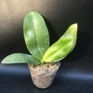 1PCS PLANT ALFINIA ORCHID PHALAENOPSIS NOVELTY PHAL BLOOMING LIVE PLANT free shipping