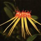 1PCS PLANT HIRUNDINIS X BULBO. TINGABARINUM BULBOPHYLLUM ORCHID SPECIES BLOOMING LIVE PLANT