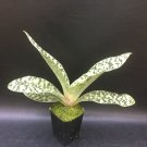 1PCS PLANT SUPERBIENS SPECIES ORCHID PAPHIOPEDILUM BLOOMING LIVE PLANT