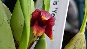 1PCS PLANT YELLOW X MAXILLARIA VARIABILIS BLACK EYED MAXILLARIA VARIABILIS SUSAN ORCHID LIVE PLANT