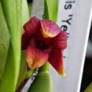 MAXILLARIA VARIABILIS BLACK EYED MAXILLARIA VARIABILIS SUSAN 2PCS PLANT YELLOW X ORCHID LIVE PLANT