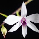 1pcs Dendrobium Affine Orchid Fragrant Species BLlooming Live Plant