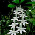 1pcs Aerangis Biloba Orchid Species Fragrant Blooming Live Plant