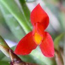 1pcs Maxillaria Hedwigae Maxillaria Sophronitis Orchid Live Plant