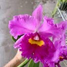 1pcs Cattleya Rlc Li Jiuan Dancer '302' Orchid Fragrant Blooming Live Plant Live Plant
