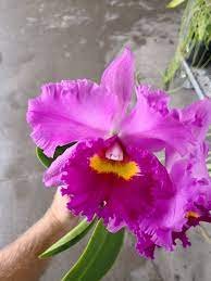 1pcs Cattleya Rlc Li Jiuan Dancer '302' Orchid Fragrant Blooming Live Plant Live Plant