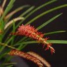 1pcs Dendrochilum Wenzelii Red from Orchid Species Plant Fragrant Flowers Live Plant Live Plant