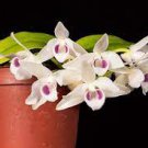 1pcs Dendrobium Parishii Var Alba Species Orchid Near Blooming FlowersLive Plant