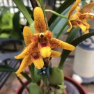 1pcs Maxillaria Memoria Ben Berliner Leopard Orchid FlowersLive Plant