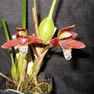 1pcs Maxillaria Tenuifolia Tipo Orchid Species Fragrant Coconut Flower Live Plant