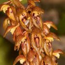 1pcs Bulbophyllum Careyanum Orchid Species Fragrant Coconut Flower Live Plant