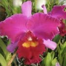 1pcs Cattleya Elegant Dancer Rouge Joga Bloom Orchid Flower Live Plant