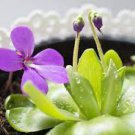 2pcs Pinguicula Carnivorus Species Orchid Flower Live Plant