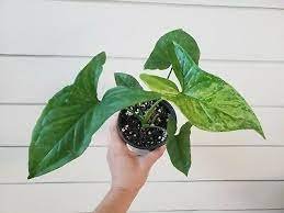 1pcs Rare Syngonium Podophylum Mojito Mottled &acirc;��Dragon skin" Plant Live Plant
