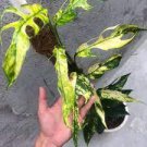 1pcs Rare Epipremnum Pinnatum Yellow Flame Yellow Dragon Fire Node Starter Plant Live Plant