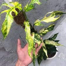 1pcs Rare Epipremnum Pinnatum Yellow Flame Yellow Dragon Fire Node Starter Plant Live Plant
