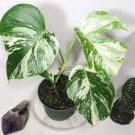 1pcs Variegated Monstera “Borsigiana” Albo Bottom Deliciosa Plant Live Plant