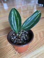 1pcs Rare Nw Sport Scindapsus Silver Crown Rooted Live Plant