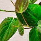 1 Rooted Stem Velvet Leaf Philodendron Mican indoor/ Outdoor Live Plant