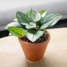 1 Rooted Stem Scindapsus Treubii Moonlight indoor/ Outdoor Live Plant