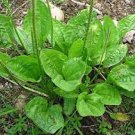 1Plant Plantain Fleawort Ma De Live Plants Plantago Major Broadleaf