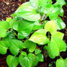 Cordata Asian Herbs Live Starter 10 Fish Mint Houttuynia Plants Diep Cá