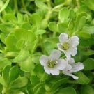 30 Giant Duckweeds + 20 live Bacopa monnieri Brahmi Water Hyssop Rau Dang Plants