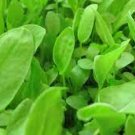 2 Bare Roots Live Plant French Sorrel La Chua Vegetable Spinach Sour Dock Perenials