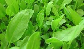 2 Bare Roots Live Plant French Sorrel La Chua Vegetable Spinach Sour Dock Perenials