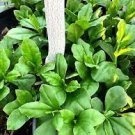 Asian Herb Roots Jewels of Opar Talinum Ginseng Sam Dat Live Plant Starter