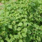 3 Bare Root Green Perilla frutescens Tia To Japanese Basil Live Plant Starter