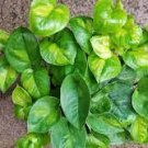 2 Root  Stems Epipremnum Indoor/ Outdoor Healthy Live Vine Live Plant Starter