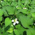 2 oz Dried Fresh Herbal Houttuynia Cordata Fish Mint chameleon Tea
