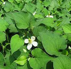 2 oz Dried Fresh Herbal Houttuynia Cordata Fish Mint chameleon Tea