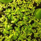 1 pcs Giant Duckweed Live Plant for Fish Food Pond Koi Tilapia Turtle Goldfish