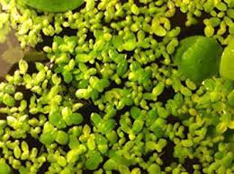 1 pcs Giant Duckweed Live Plant for Fish Food Pond Koi Tilapia Turtle Goldfish