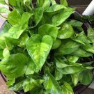 2 Unroot Cutting Global Green Epipremnum Indoor/ Outdoor Healthy Live Plant