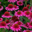 2 Live Echinacea Purple Magnus Cneflower Starter Perennial Live Plant