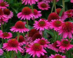 2 Live Echinacea Purple Magnus Cneflower Starter Perennial Live Plant