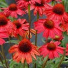 2 Live Echinacea Kismet Red Coneflower Starter Perennial Live Plant