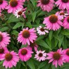2 Berry Coneflower Starter Live Echinacea Wild Perennial Live Plant