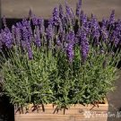 3 'Blue Spear' Starter Perennial Live Plants Live Lavandula angustifolia