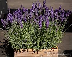 3 'Blue Spear' Starter Perennial Live Plants Live Lavandula angustifolia