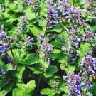 Super Healthy 6 Rare Catnip Nepeta Whispurr Blue Herb Starter Perennial Plants